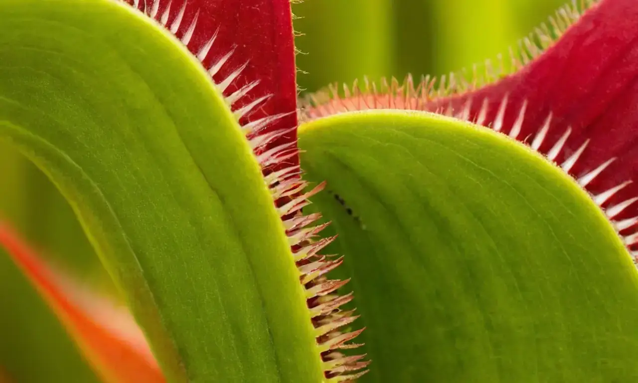 The Venus flytrap traps insects using sensitive hairs and digestive fluid